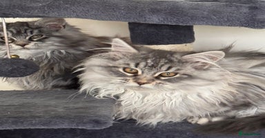 Maine Coon cats Maine Coon kittens Ready Now  - Advert 1