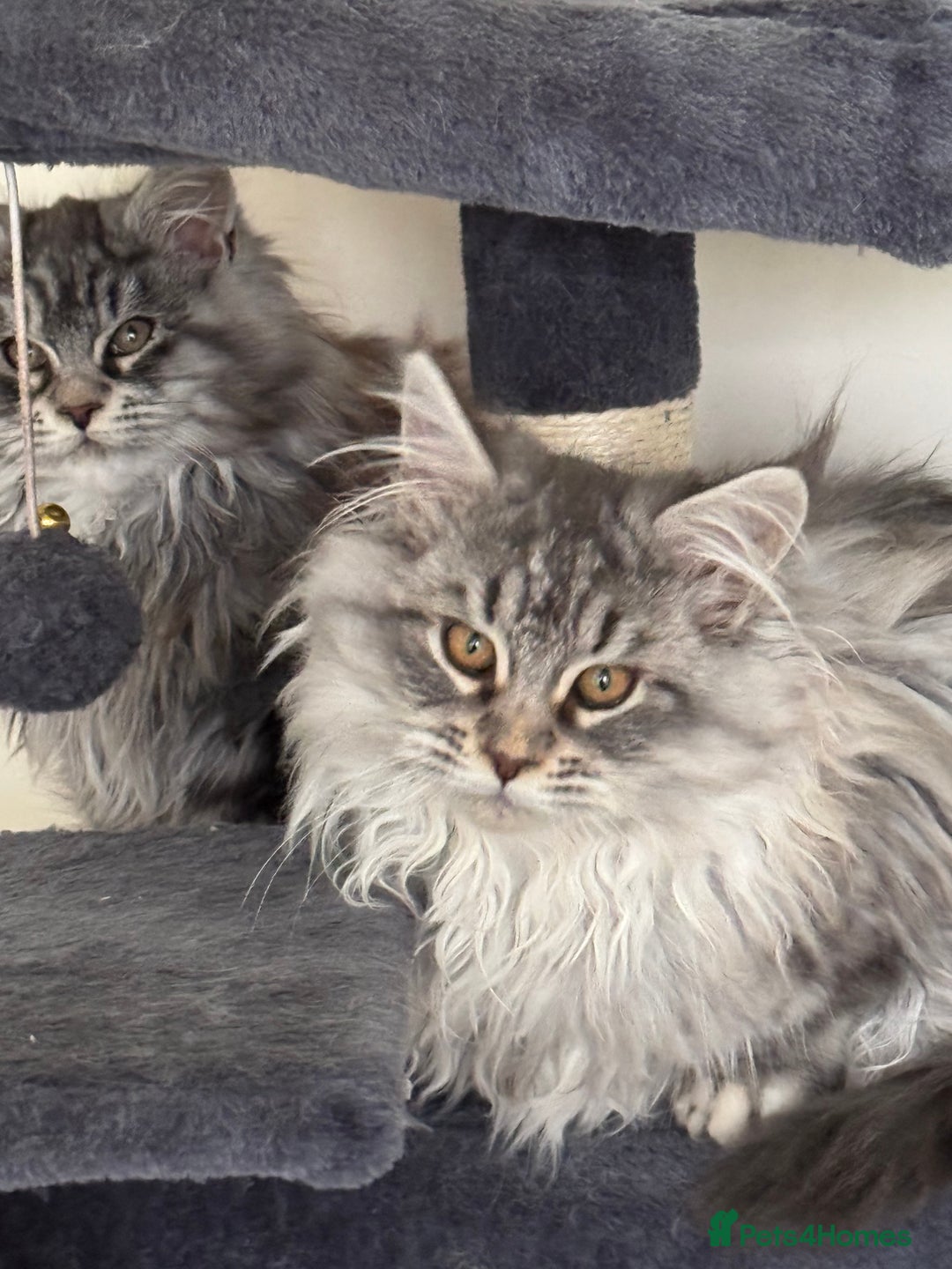 Maine Coon cats for sale: Maine Coon kittens Ready Now just the girl left  - Advert 2
