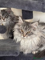 Maine Coon cats Maine Coon kittens Ready Now - Advert 8