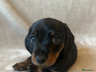 Miniature Dachshund dogs Ready for their forever home 2 KC Reg puppies - Advert 13