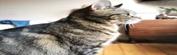 Domestic Shorthair cats for sale: Loving, playful Olive, needs a new home in Perth - Advert 6