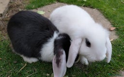 Mini Lop rabbits for sale: Gorgeous Mini lop babies looking for new homes - Image 28