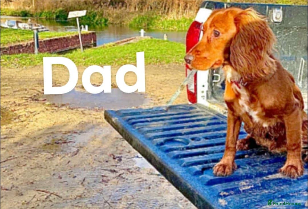 Cocker Spaniel dogs for sale: Well bred cocker spaniel  - Advert 4