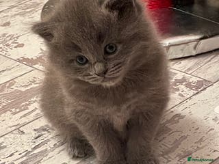 Ragdoll cats Beautiful Ragdoll kittens rare blue colour - Advert 6