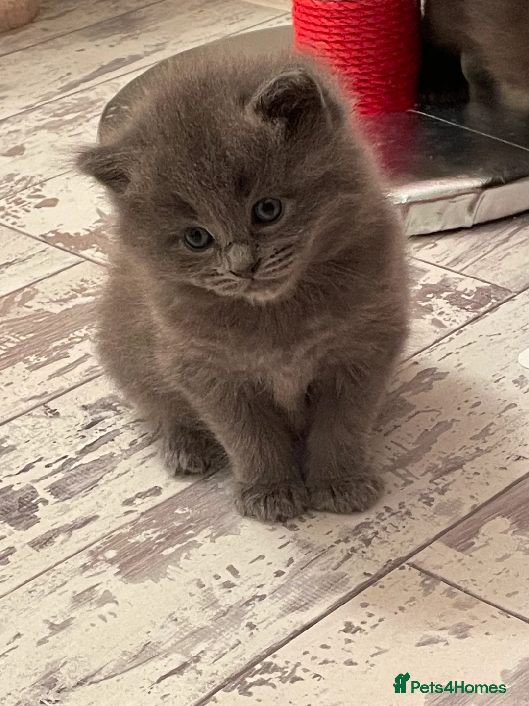 Ragdoll cats for sale: Beautiful Ragdoll kittens rare blue colour - Advert 1