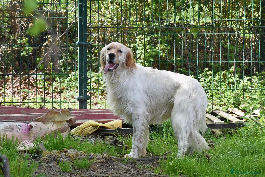 English Setter dogs for adoption: Angus in Newcastle upon Tyne - Advert 10