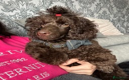 Poodle dogs for sale: 🐾 Loving Home for My Beautiful Pedigree Dog 🐾 - Image 2