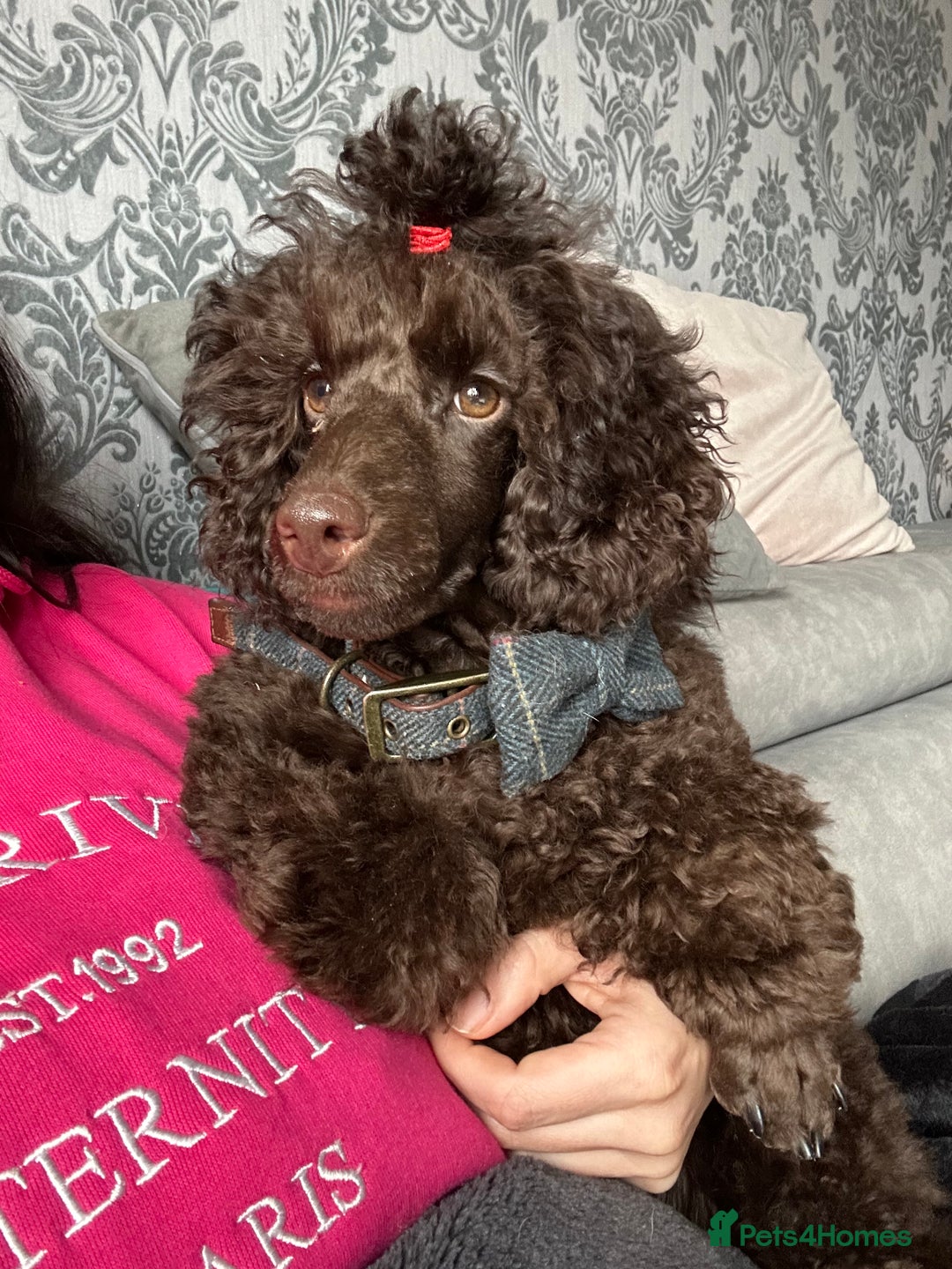 Poodle dogs for sale: 🐾 Loving Home for My Beautiful Pedigree Dog 🐾 - Image 2