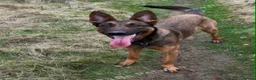 Belgian Shepherd Dog dogs for sale: Femele  - Advert 1