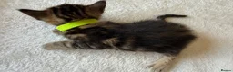 Bengal cats for sale: 🐾 Beautiful Bengal x Maine Coon Kittens 🐾 - Advert 32