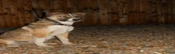 Border Collie dogs for sale: Border collie girl puppy - Advert 3