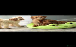 Labradoodle dogs for sale: Fully health tested Multigen puppies - Image 8