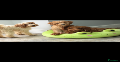 Labradoodle dogs - Advert 1