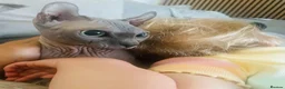 Sphynx cats for sale: Stunning lilac and blue sphynx  - Advert 18