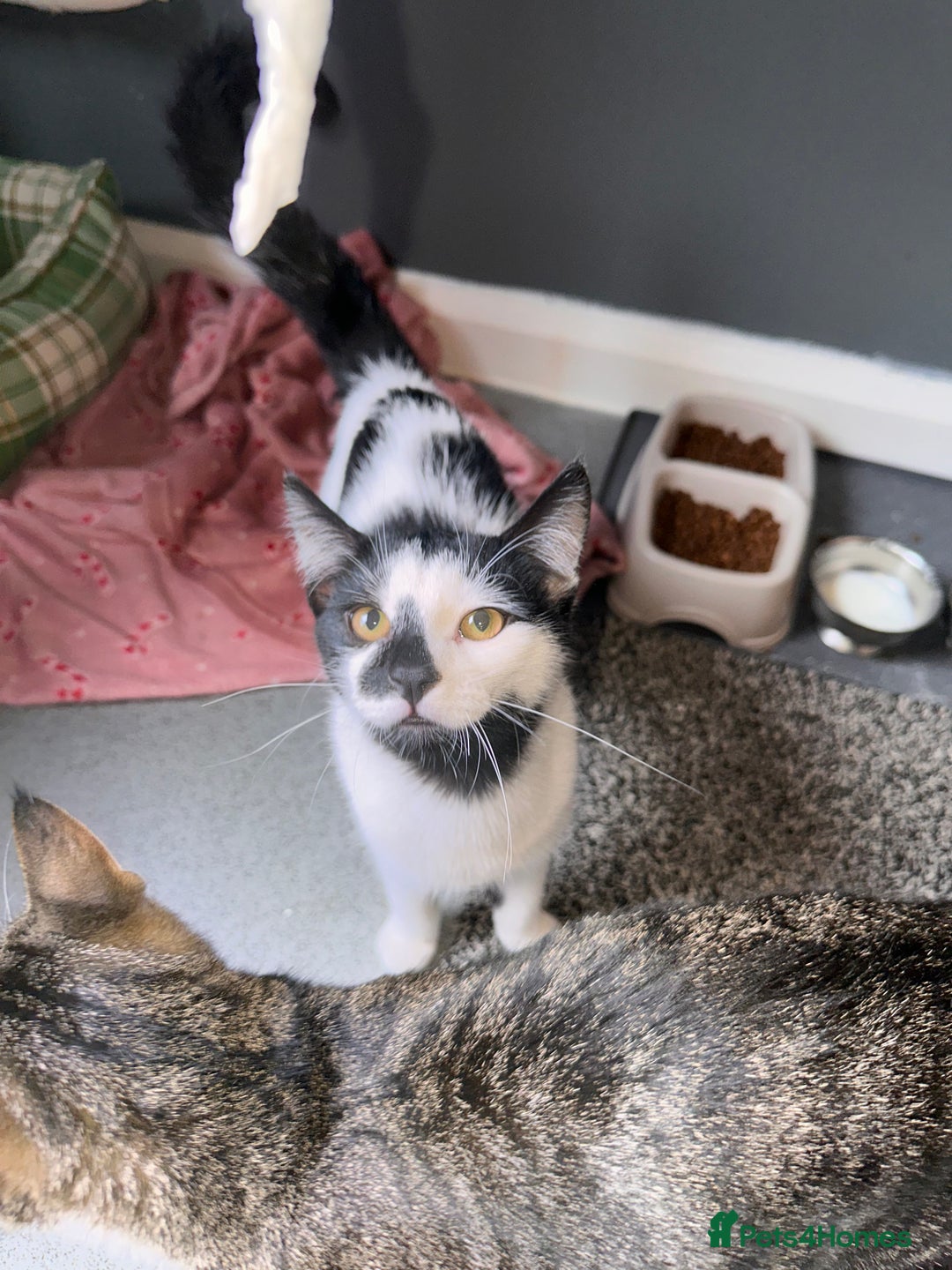 Domestic Shorthair cats for sale: Beautiful male domestic short hair  - Image 6