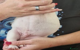 French Bulldog dogs for sale: French Bulldog Puppies - Image 10