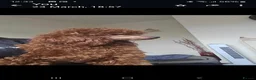 Toy Poodle dogs for sale: Stunning  toy poodle puppies  - Advert 3