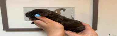 Cocker Spaniel Puppy 5