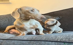 Dachshund dogs for sale: Beautiful Isabella pups exceptional quality  - Image 8