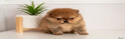 Pomeranian dogs for sale: Pomeranian Extra Small KC Puppies  in Enfield - Advert 12