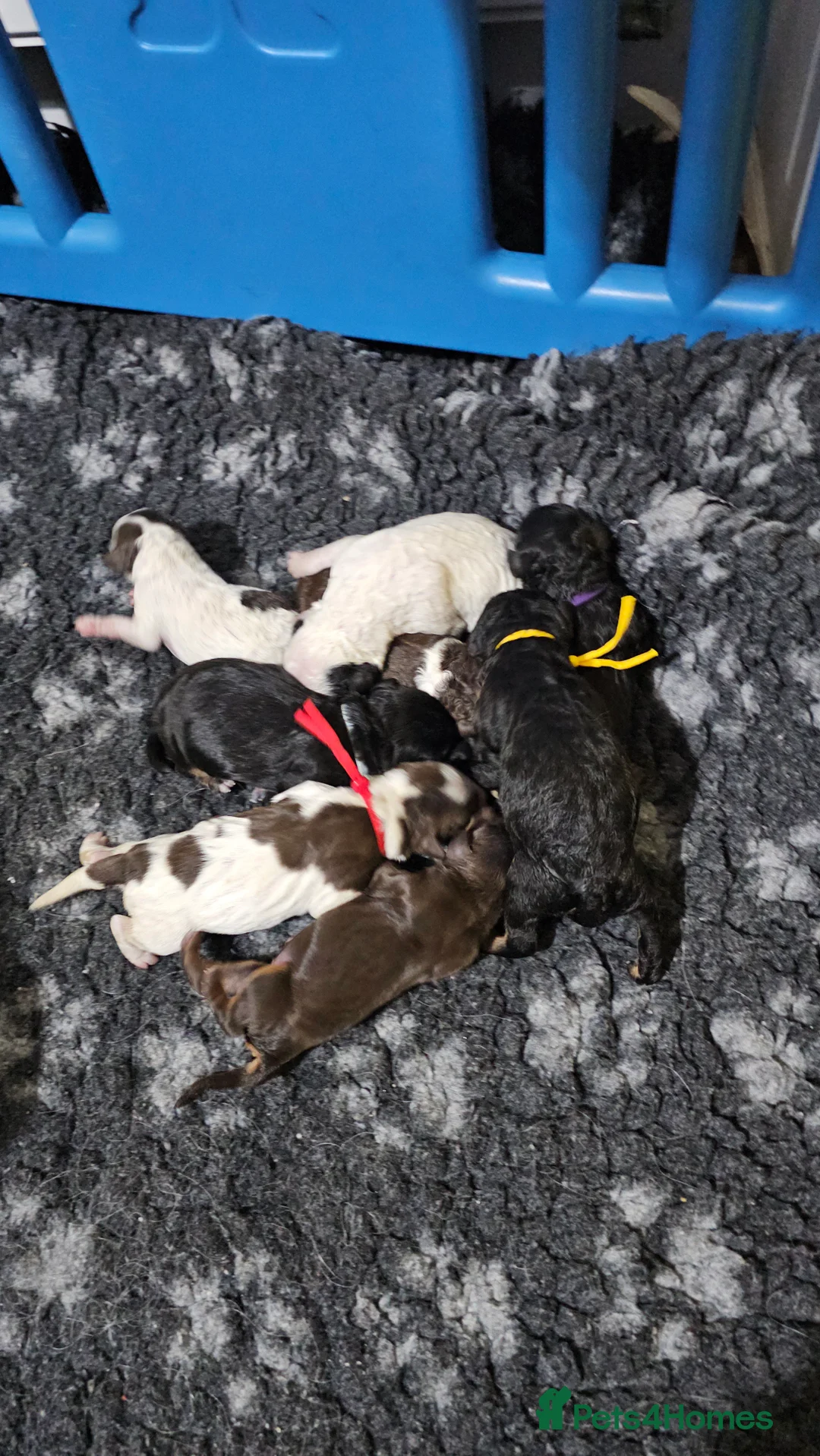 Bernedoodle dogs for sale: Stunning Bernedoodles💕DNA Health Tested Parents ! - Advert 8