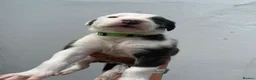 Lurcher dogs for sale: Fluffy Lurcher puppies available Sept - Advert 27