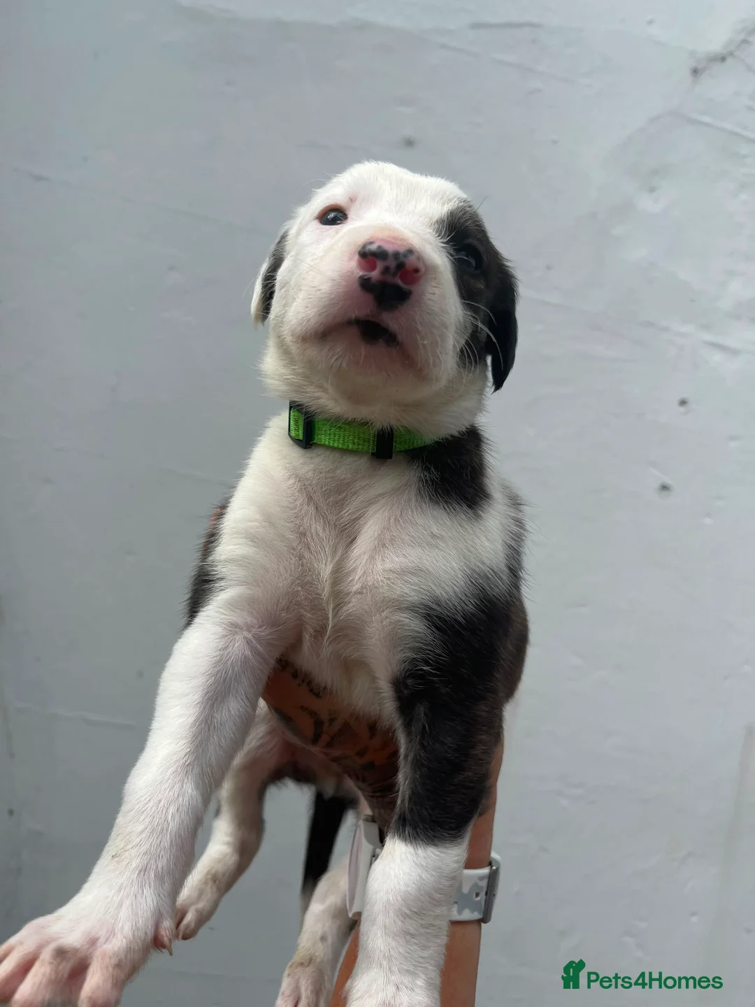 Lurcher dogs for sale: Fluffy Lurcher puppies available Sept - Advert 27