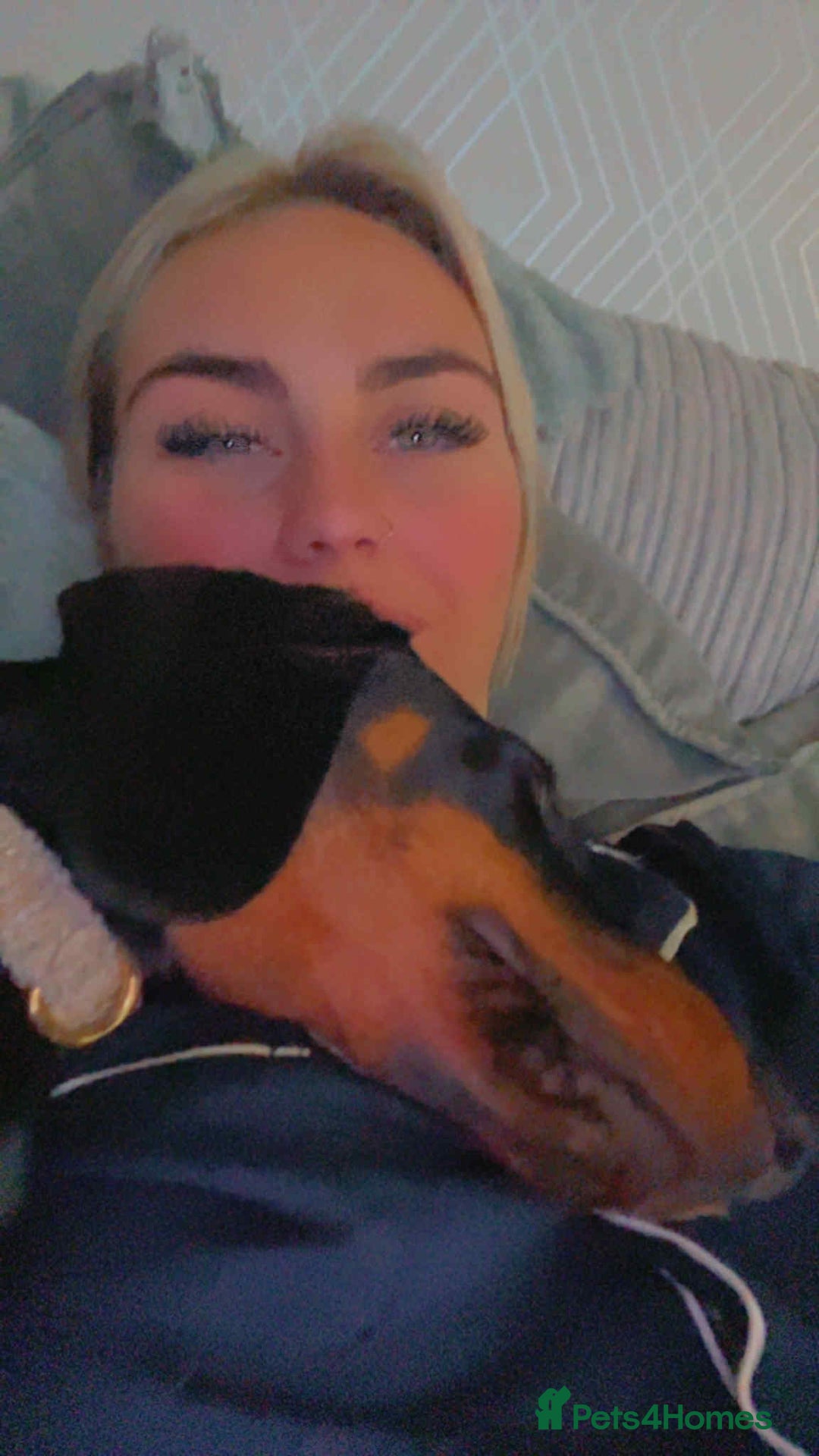 Dachshund dogs for sale: Dachshund  - Image 5