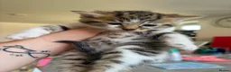 Bengal cats for sale: Beautiful mixed Bengal kittens 🐾 - Advert 14