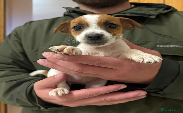 Jack Russell dogs - Advert 4