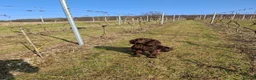 Cocker Spaniel dogs for sale: Working cocker spaniel puppies kc reg in Brough - Advert 7