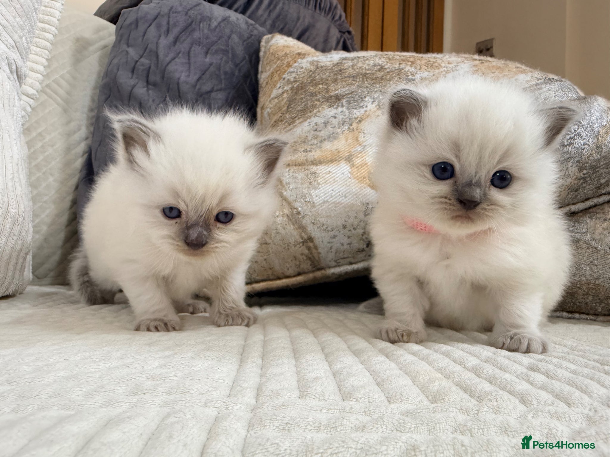 Ragdoll cats Stunning Bluepoint Ragdoll Kittens for sale - Advert 6
