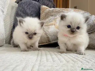 Ragdoll cats Stunning Bluepoint Ragdoll Kittens for sale - Advert 6