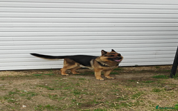 German Shepherd dogs for sale: German Shepherd Puppies For Sale - Image 6