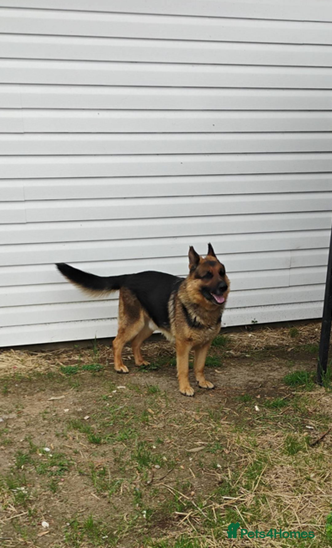 German Shepherd dogs for sale: German Shepherd Puppies For Sale - Image 6