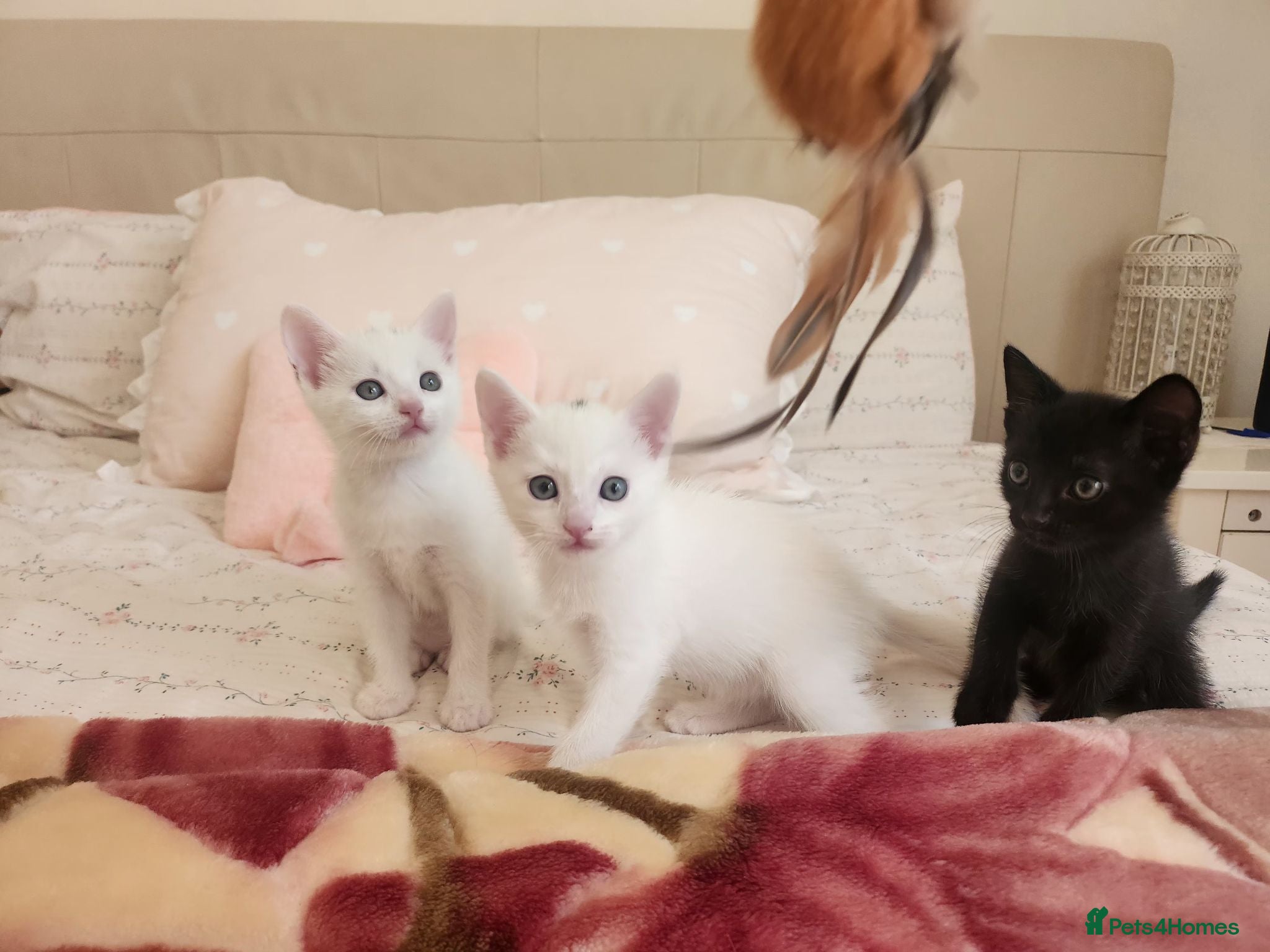 Mixed Breed cats Kittens Ready for Loving Forever Homes - Advert 2