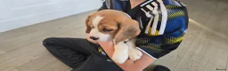 Beagle dogs for sale: 1 beautiful male beagle puppy in Leeds - Advert 7
