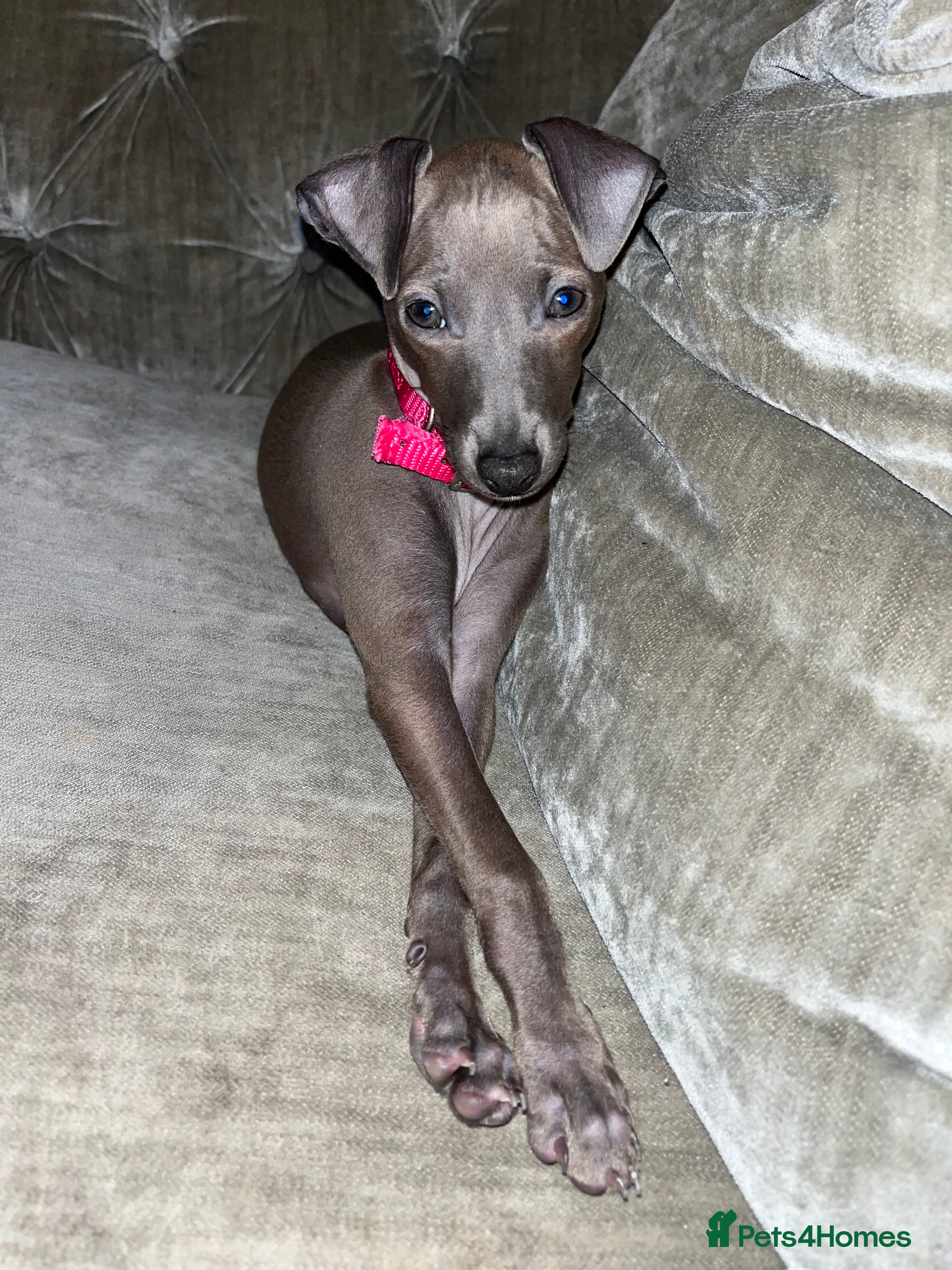 Italian Greyhound dogs Italian greyhound puppy - 17 weeks old  - Advert 1