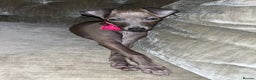Italian Greyhound dogs for sale: Italian greyhound puppy - 17 weeks old  - Advert 1