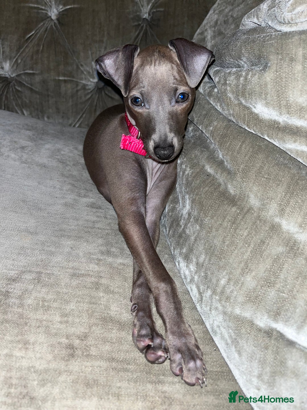 Italian Greyhound dogs for sale: Italian greyhound puppy - 17 weeks old  - Advert 1