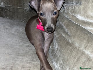 Italian Greyhound dogs Italian greyhound puppy - 17 weeks old - Advert 1