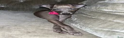 Italian Greyhound dogs for sale: Italian greyhound puppy - 17 weeks old  - Advert 1
