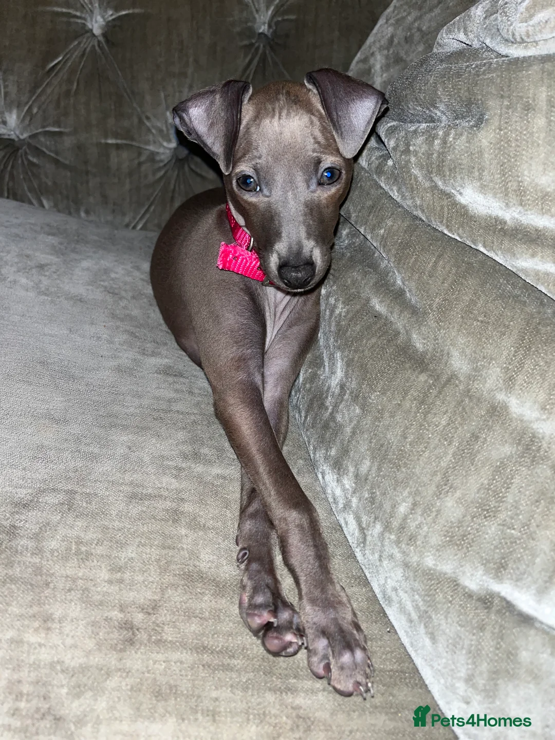 Italian Greyhound dogs for sale: Italian greyhound puppy - 17 weeks old  - Advert 1