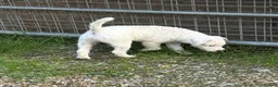 Parson Russell dogs for sale: pedigree Parson Russell Bitch puppy - Advert 3