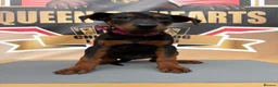 Chinese Red Dog dogs for sale: ( 1 GIRL LEFT  ) Chinese red dog  ( READY TO GO ) - Advert 10