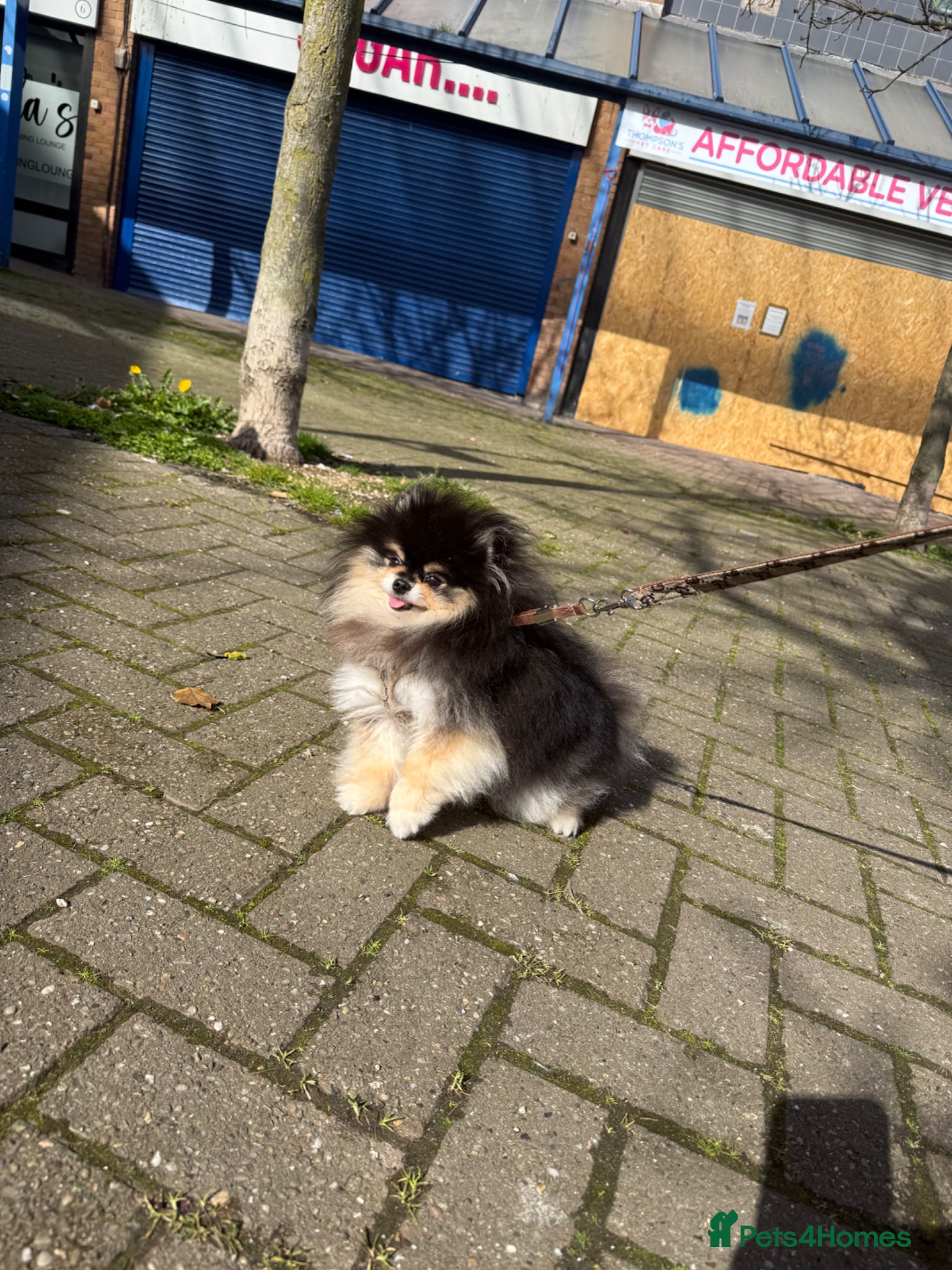 Pomeranian dogs PROVEN 1.8 kg Black and Tan STUD True to type  - Advert 1