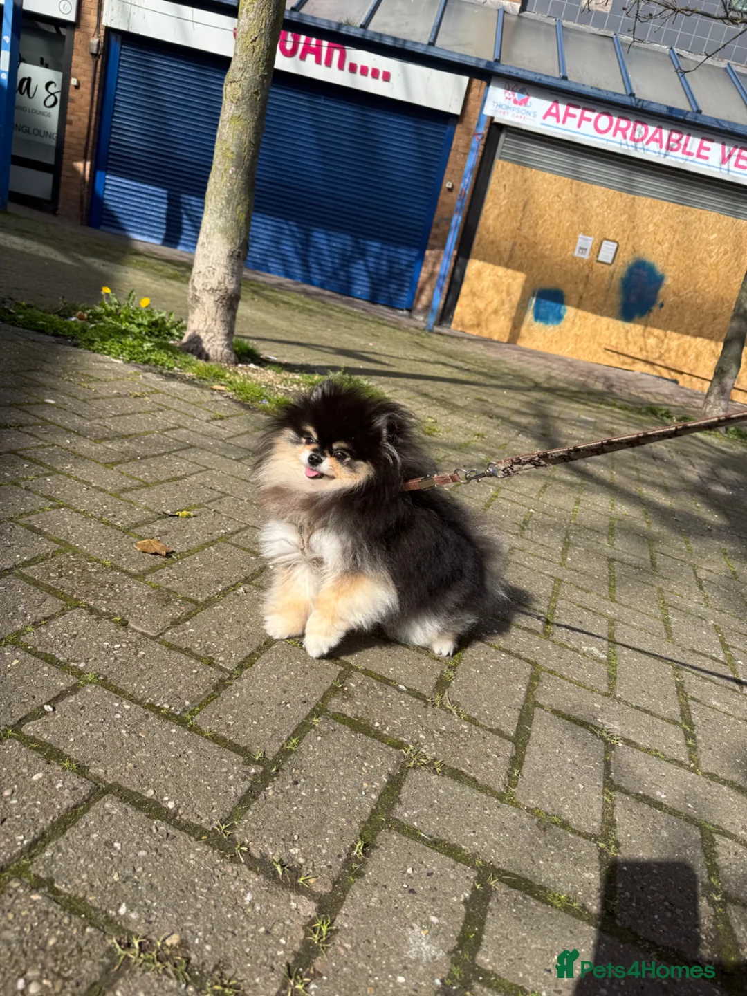 Pomeranian dogs for stud: PROVEN 1.8 kg Black and Tan STUD True to type  - Advert 1