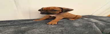 Rhodesian Ridgeback 6