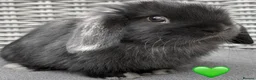 Mini Lop rabbits for sale: Beautiful Mixed Baby Minilops  - Advert 11