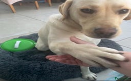 Labrador Retriever dogs for sale: Fully vaccinated chunky pedigree pups  - Advert 6